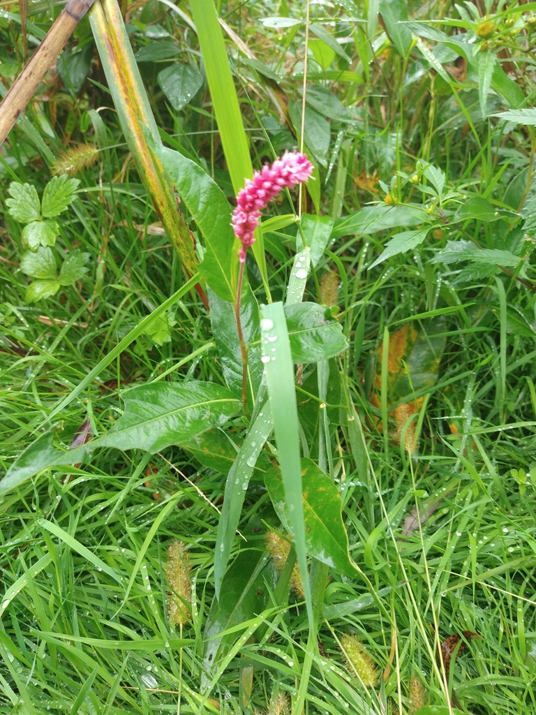 water smartweed from Millport, NY 14864, USA on September 11, 2022 at