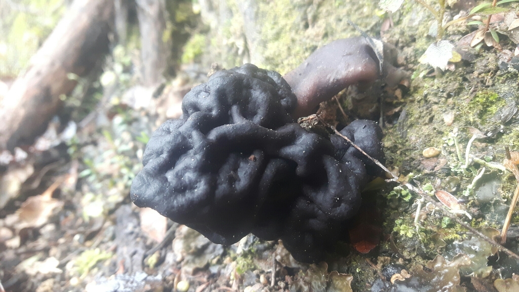 Southern False Morel from Papatowai 9586, New Zealand on September 25