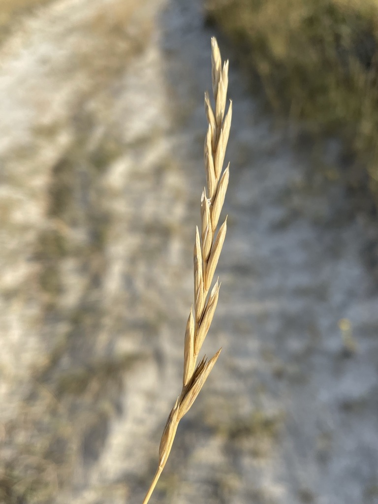 Western Wheatgrass from Badlands National Park, Pennington, South