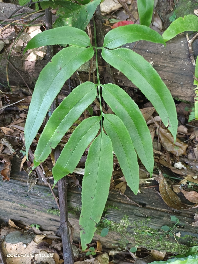 Japanese Bamboo Fern from 馬胎古道 on September 27, 2022 at 1026 AM by
