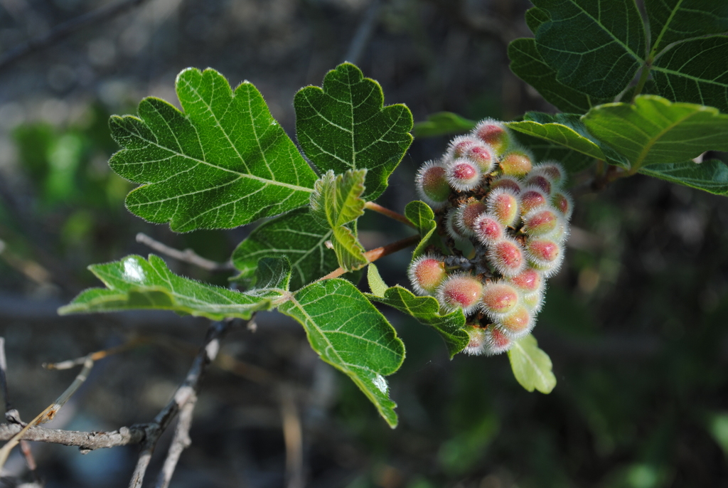 fragrant sumac from Silver Lake, Staten Island, NY, USA on May 29, 2015