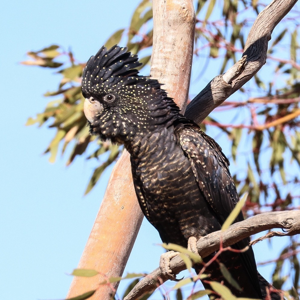 Redtailed BlackCockatoo (Birds of Tamborine Mountain, QLD) · iNaturalist