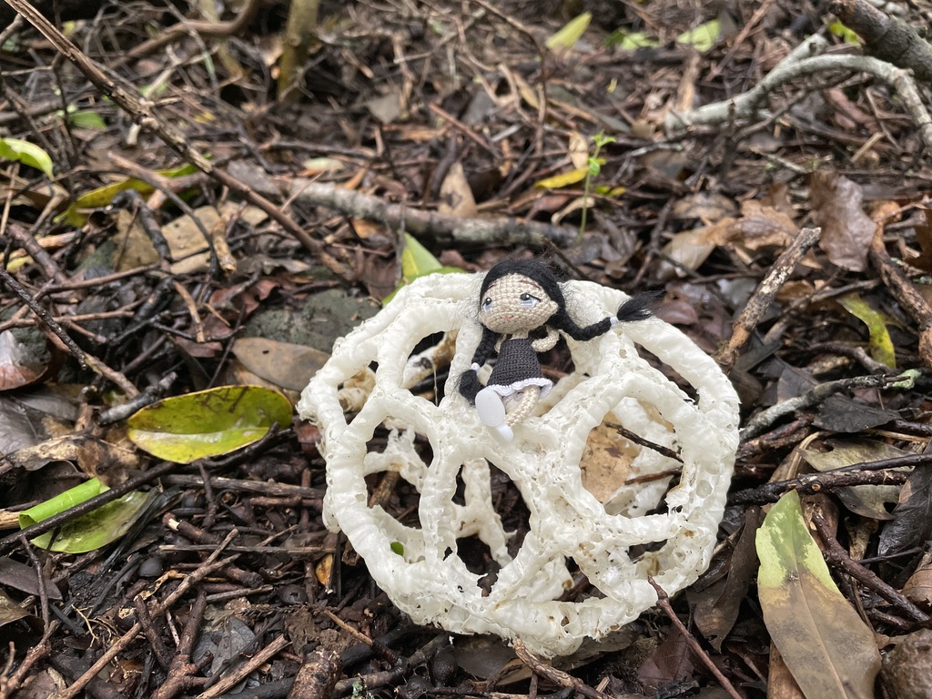 white basket fungus from Epsom, Auckland, New Zealand on October 02