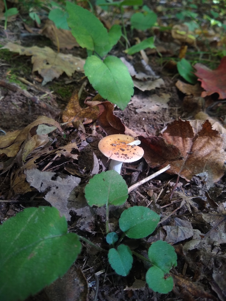 brittlegills from Dell Grove Township, MN, USA on October 02, 2022 at 0155 PM by Grace Sommers