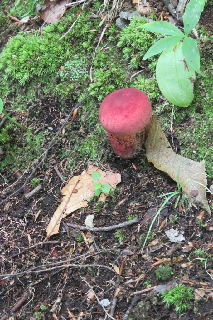 boletes from Preston Pond, Bolton, VT 05465, USA on August 19, 2018 at