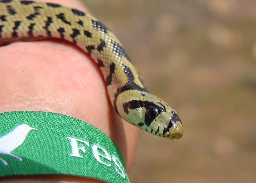 Ladder Snake from Sagres, 8650 Sagres, Portugal on October 02, 2022 at