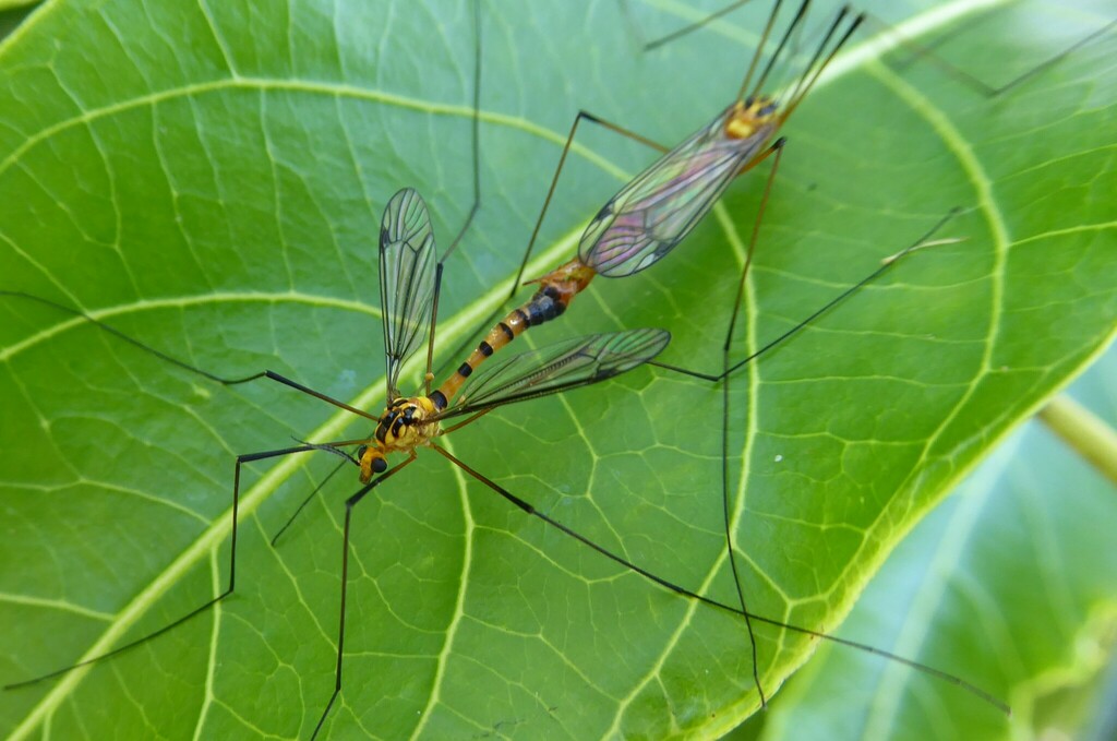 Australian Tiger Crane Fly from Noosa North Shore QLD 4565, Australia