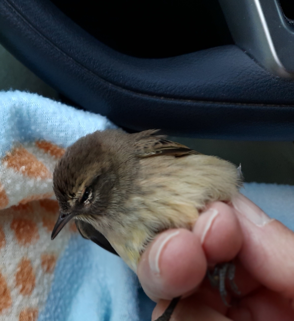 Palm Warbler from Kansas City on October 06, 2022 at 0738 AM by