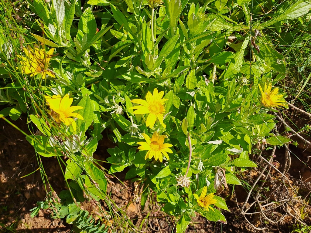 sunflowers, daisies, asters, and allies from Stellenbosch Municipality, South Africa on October