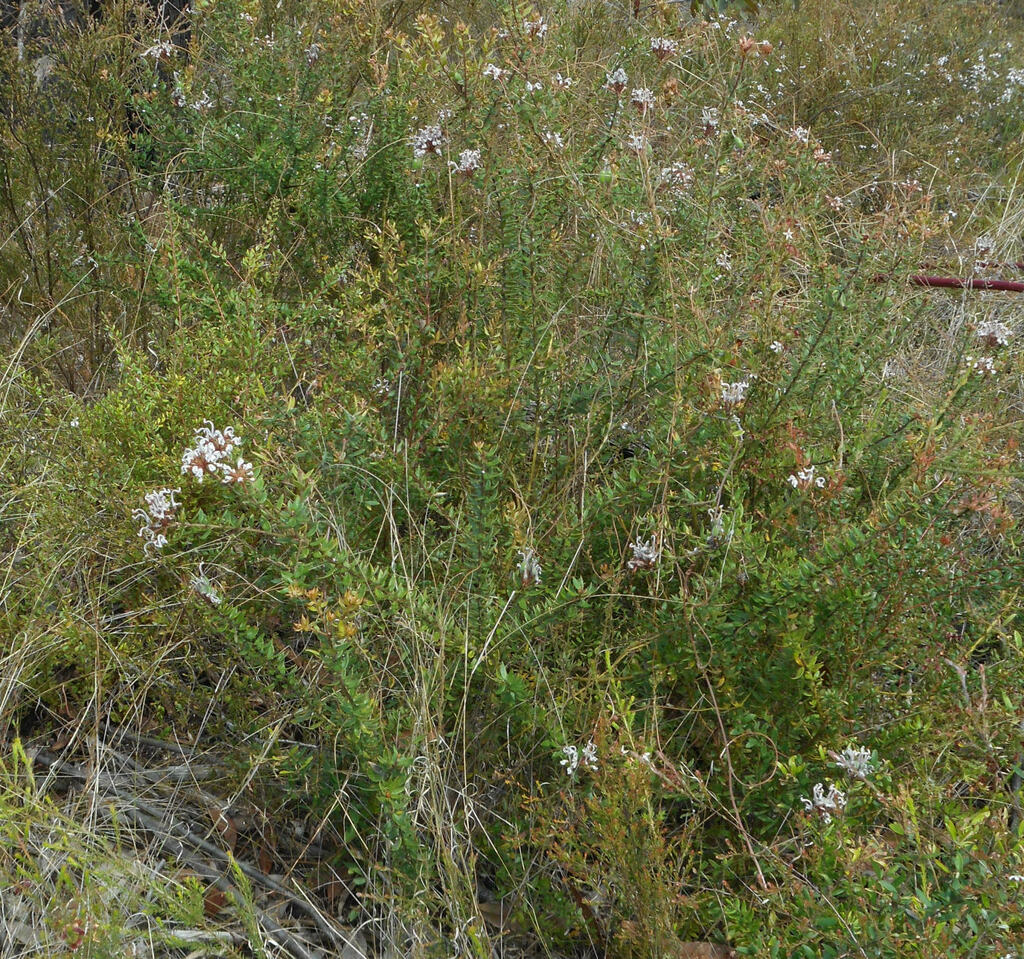 Grey Spider Flower from Kenthurst NSW 2156, Australia on October 7