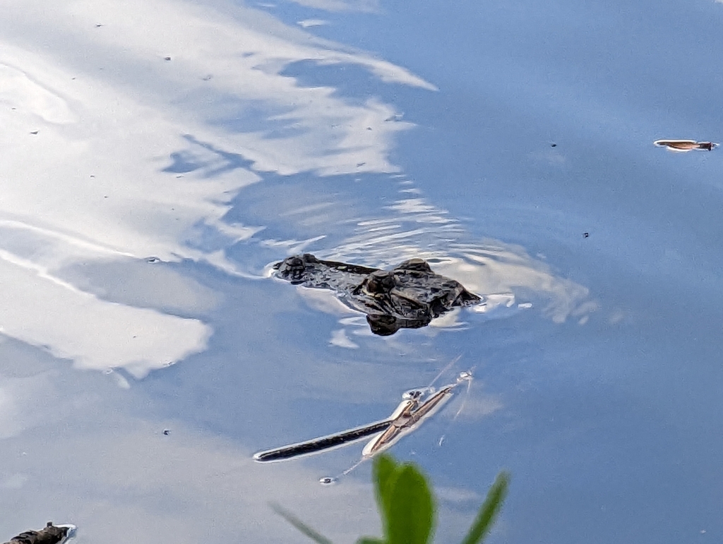 American Alligator from Shulerville, SC 29453, USA on October 10, 2022