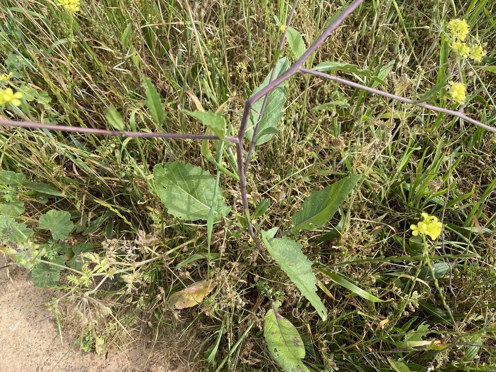 annual bastard cabbage from Stellenbosch, South Africa on October 12
