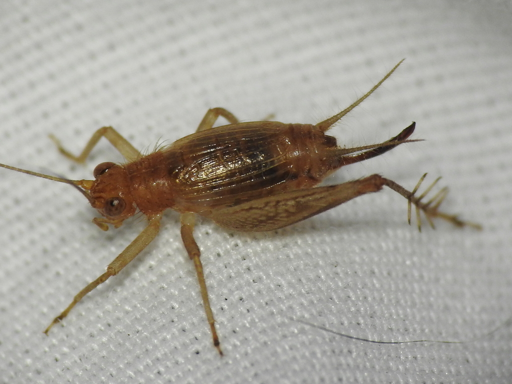 Say's Trig from Corder, MO 64021, USA on September 30, 2022 at 0727 PM