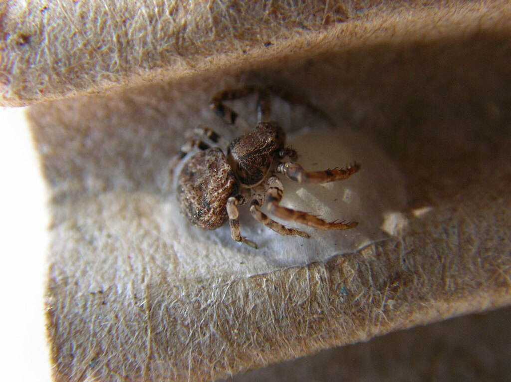 Ozyptila praticola from Jasper's Dog Park, Kirkland, WA, USA on June 19
