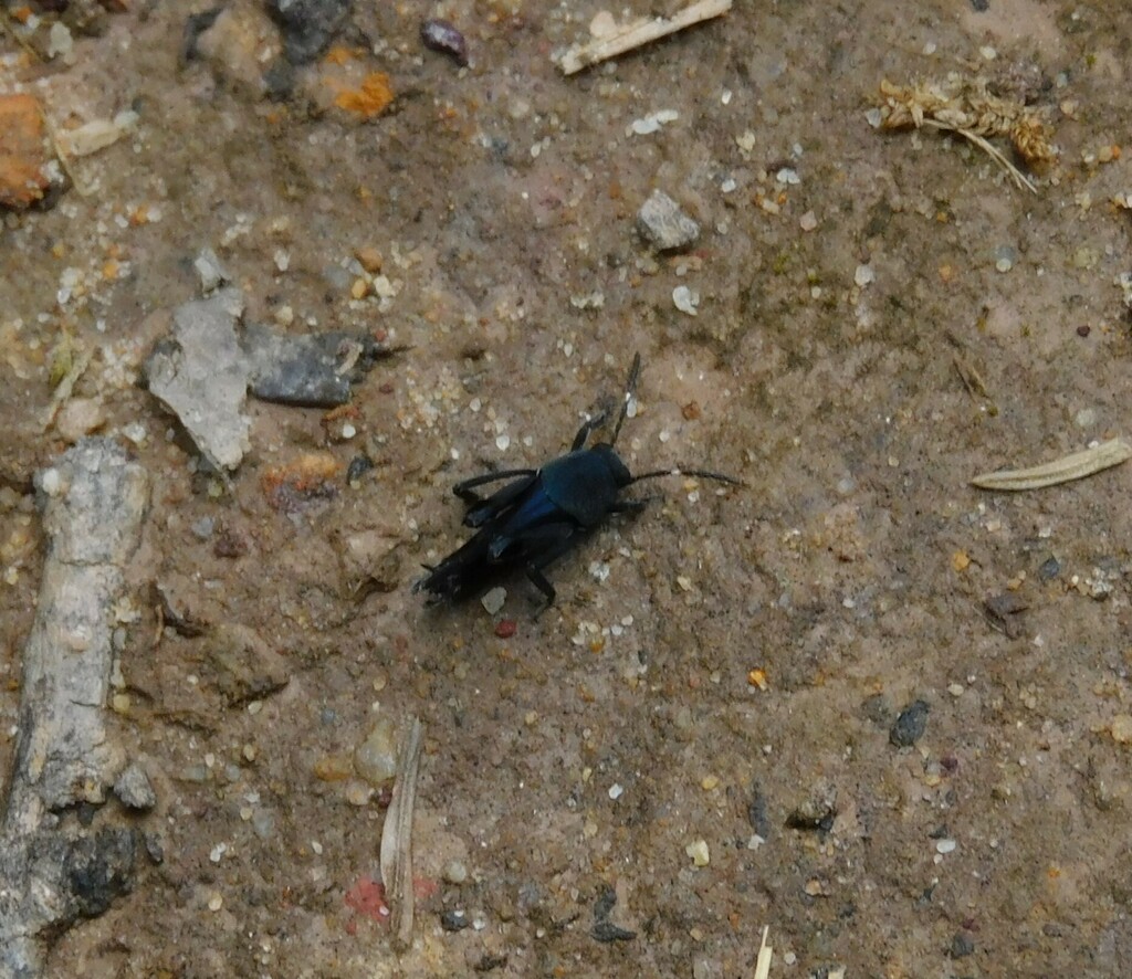 What Is A Mud Crickets at Margaret Lucero blog