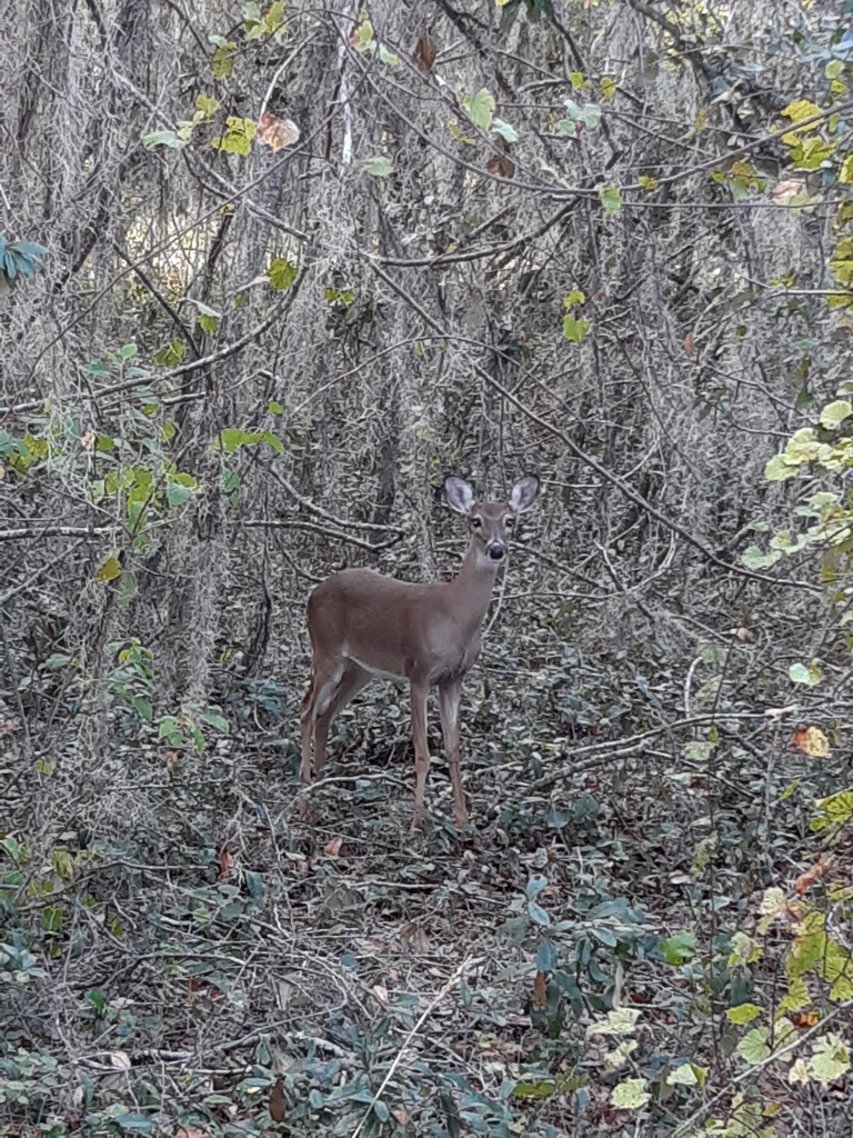 Whitetailed Deer from Clermont, FL 34714, USA on October 18, 2022 at