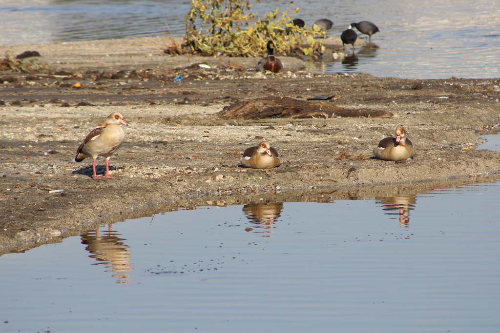 Egyptian Goose from 5401 Peck Rd, Arcadia, CA 91006, USA on October 17