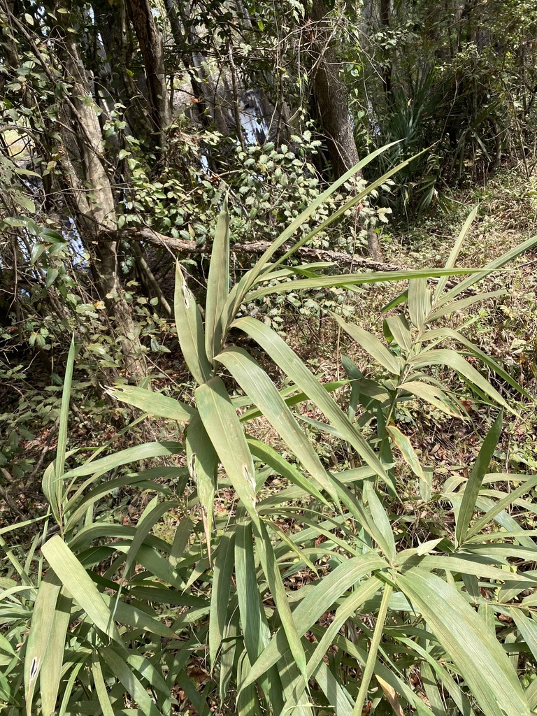 switch cane from Pollard Rd., Escambia County, AL, USA on October 12, 2022 at 0109 PM by Jeff