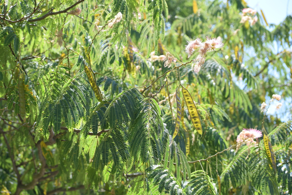 Acacias, Mimosas, mesquites, and allies from Los Alamitos Creek Trail