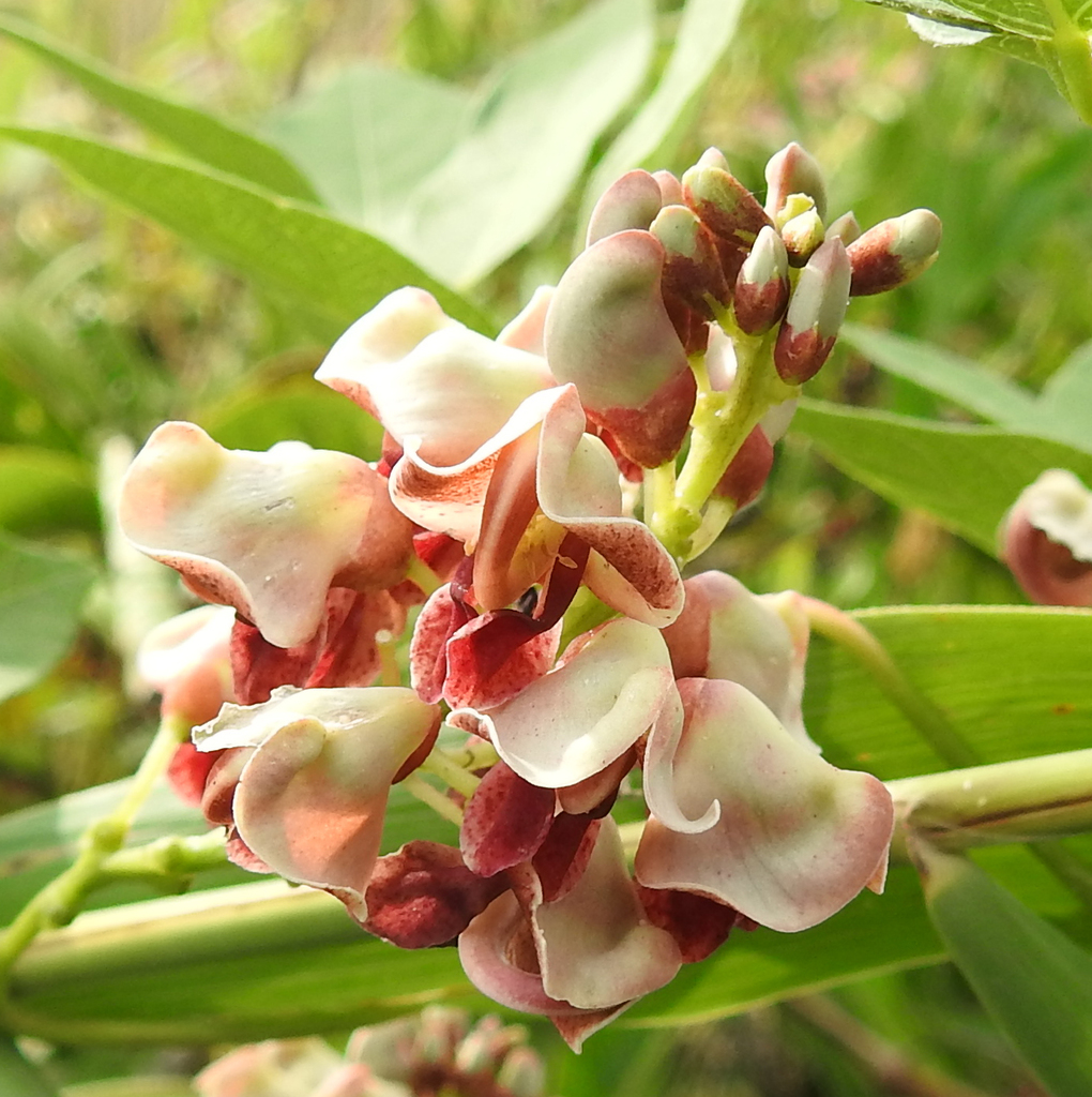 American groundnut (Plants of Long Branch/Glencarlyn Park) · iNaturalist