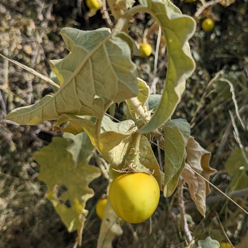 bitter tomato (Plants of the Hajar) · iNaturalist
