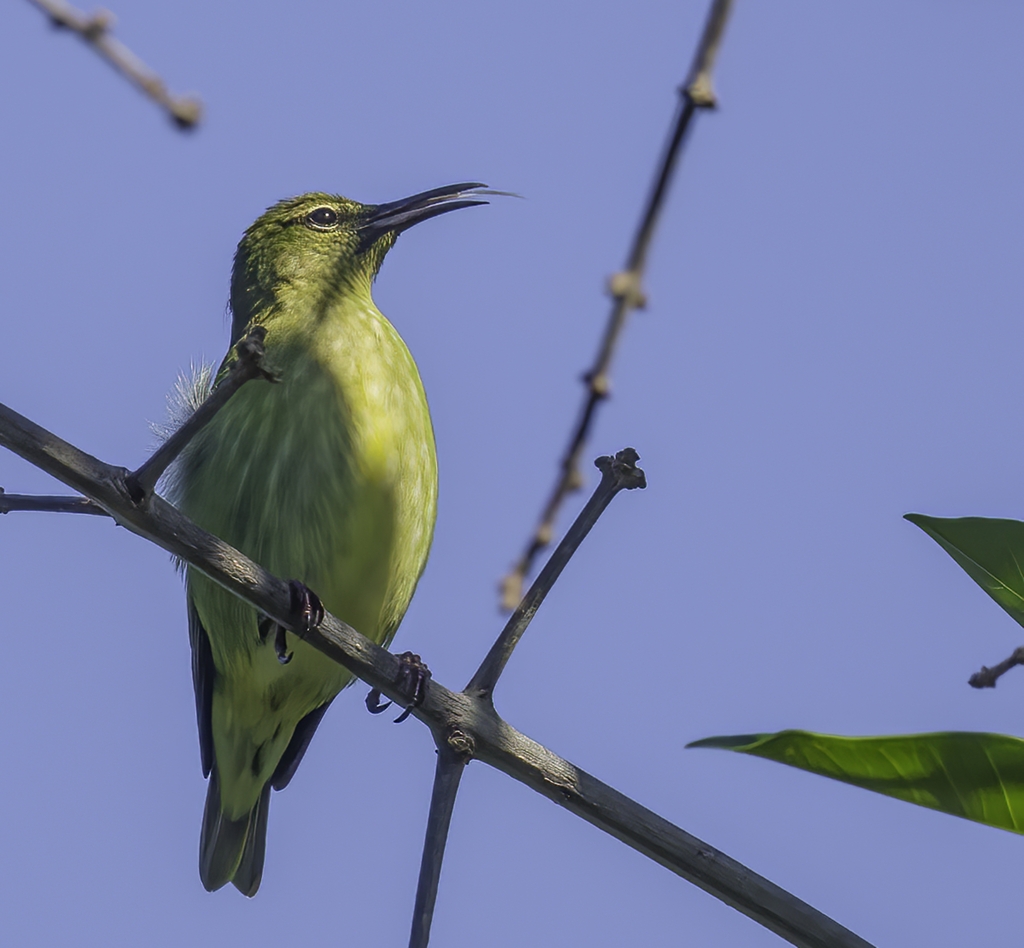 Redlegged Honeycreeper from 4060 Old Germantown Rd, Delray Beach, FL