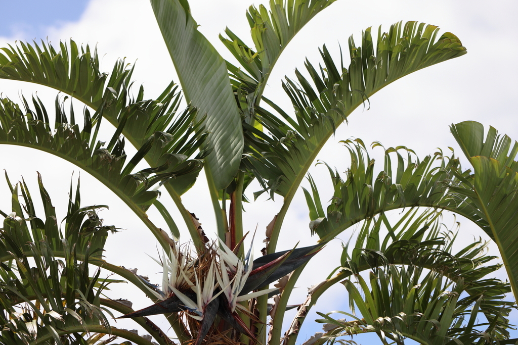 giant birdofparadise flower from Kleinmond, 7195, South Africa on October 31, 2022 at 1045 AM