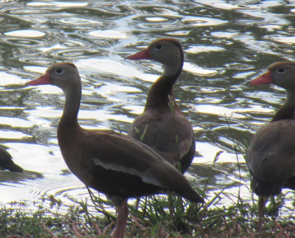 Blackbellied WhistlingDuck from Wilson Ledbetter Park, FM 1600