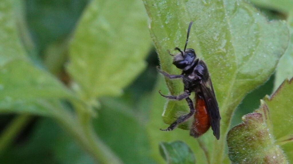 Blood Bees from Dahisar West, Mumbai, Maharashtra, India on October 27