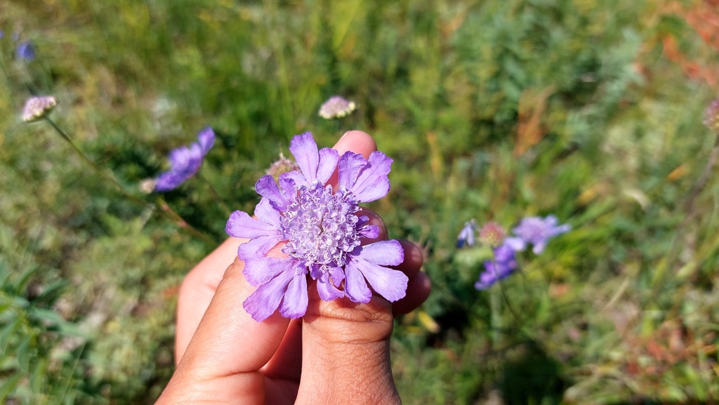 Northeastern scabious from Binder, Mongolia on August 11, 2022 at 1128