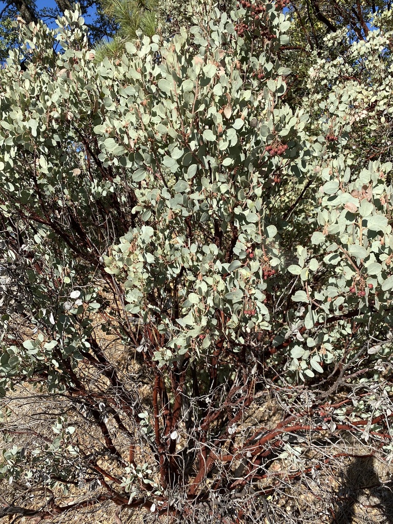 Whiteleaf Manzanita from Madera County, CA, USA on October 24, 2022 at 0312 PM by bobhunter2