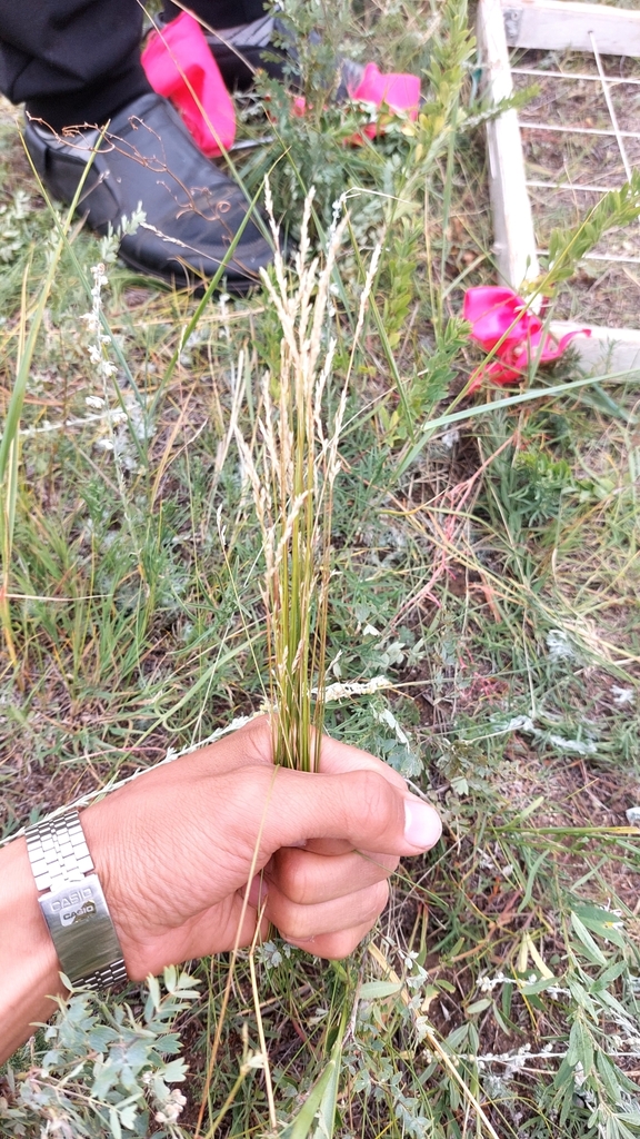 Tundra Fescue from Binder, Mongolia on August 13, 2022 at 0242 PM by