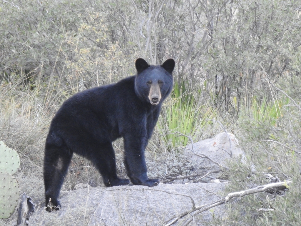East Mexican Black Bear from San Buenaventura, Coah., México on