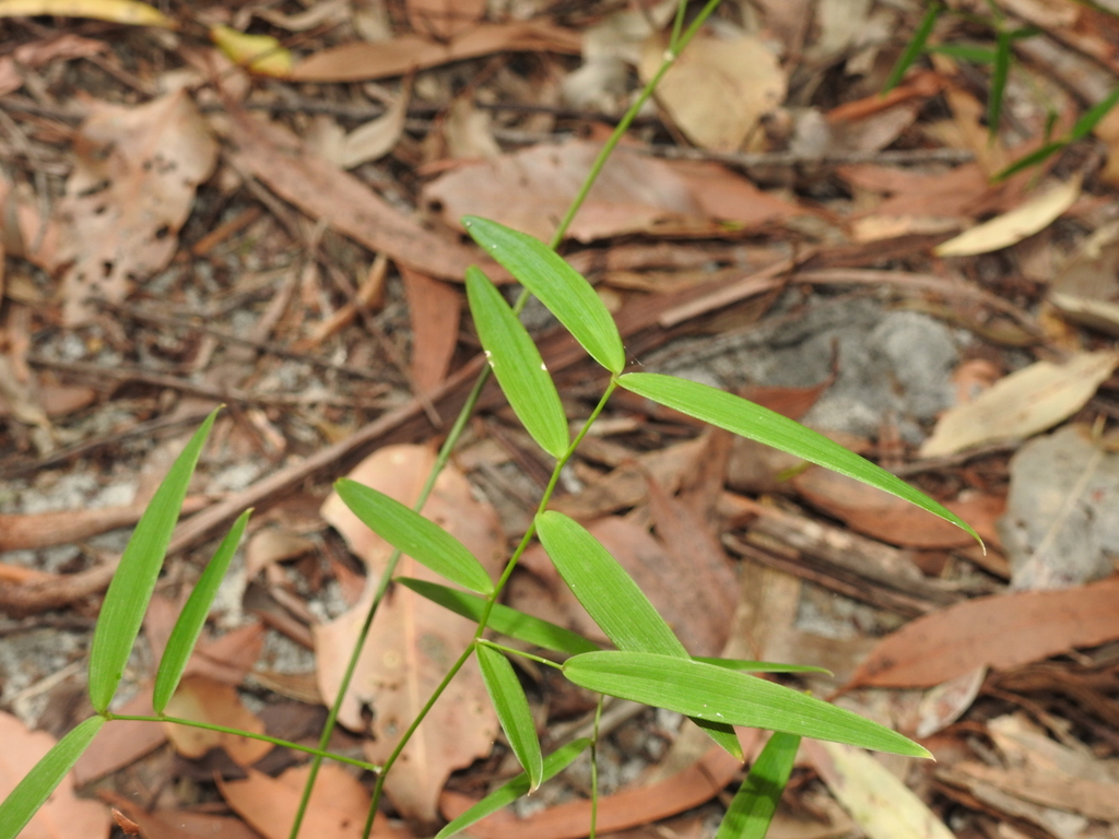 Wombat Berry from Cooloola (excl. Gympie), Great Sandy, Queensland