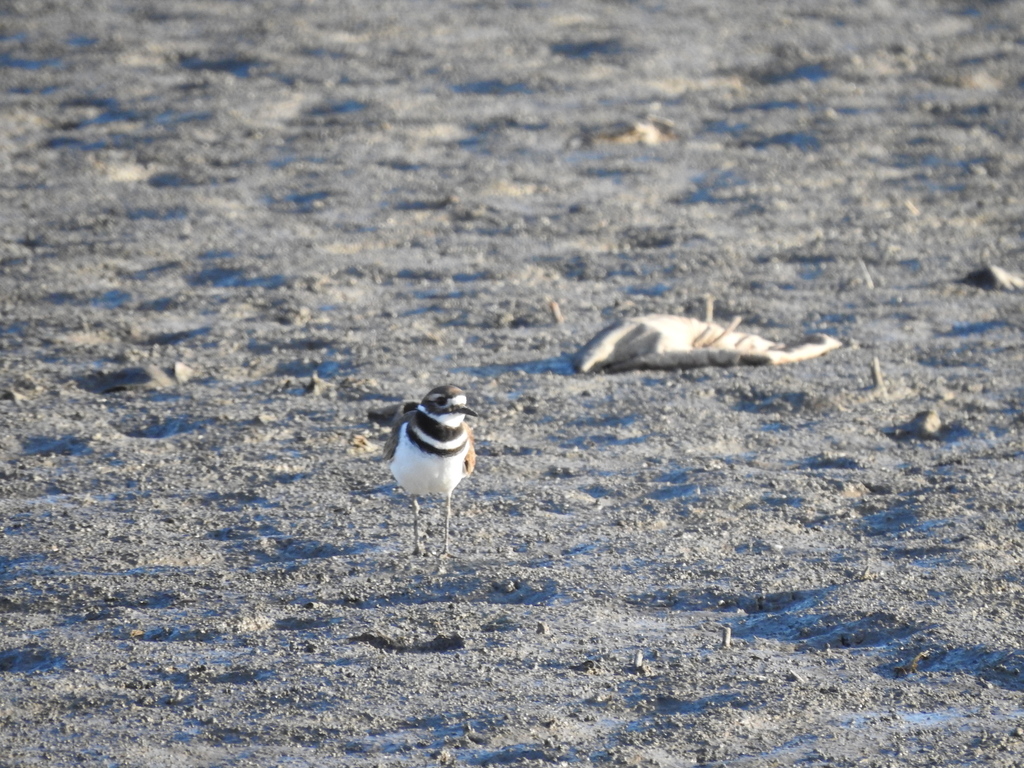 Killdeer from Ottawa, Ohio, United States on November 04, 2022 at 0927