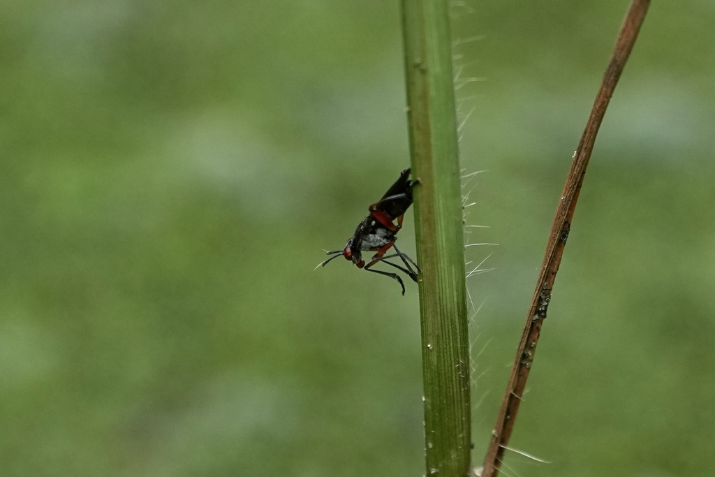 Snailkilling Flies in October 2022 by Catalina Tong · iNaturalist