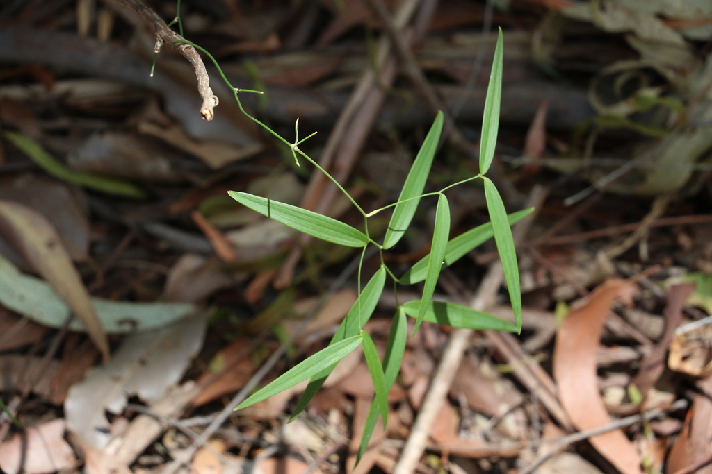 Wombat Berry from Cooloola (excl. Gympie), Great Sandy, Queensland