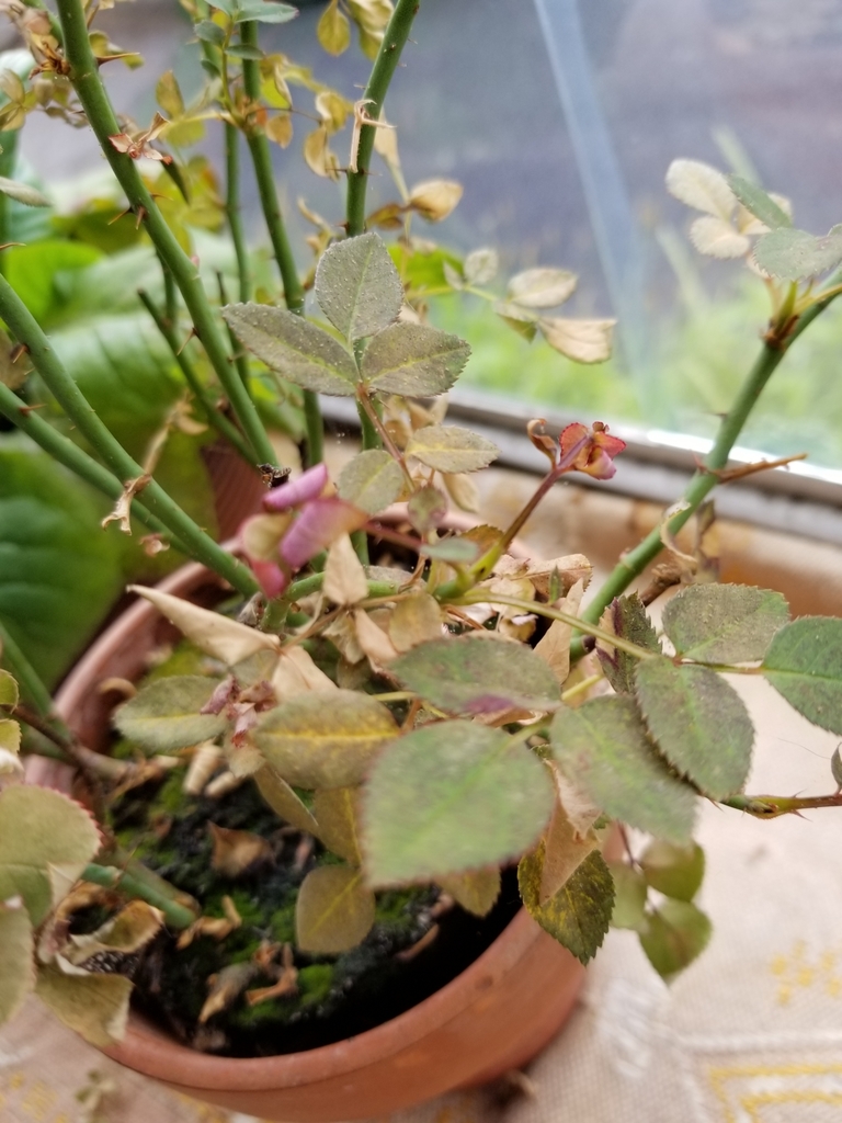 Arthropods from Van Gurpin Ln, West Coxsackie, NY, US on June 28, 2018