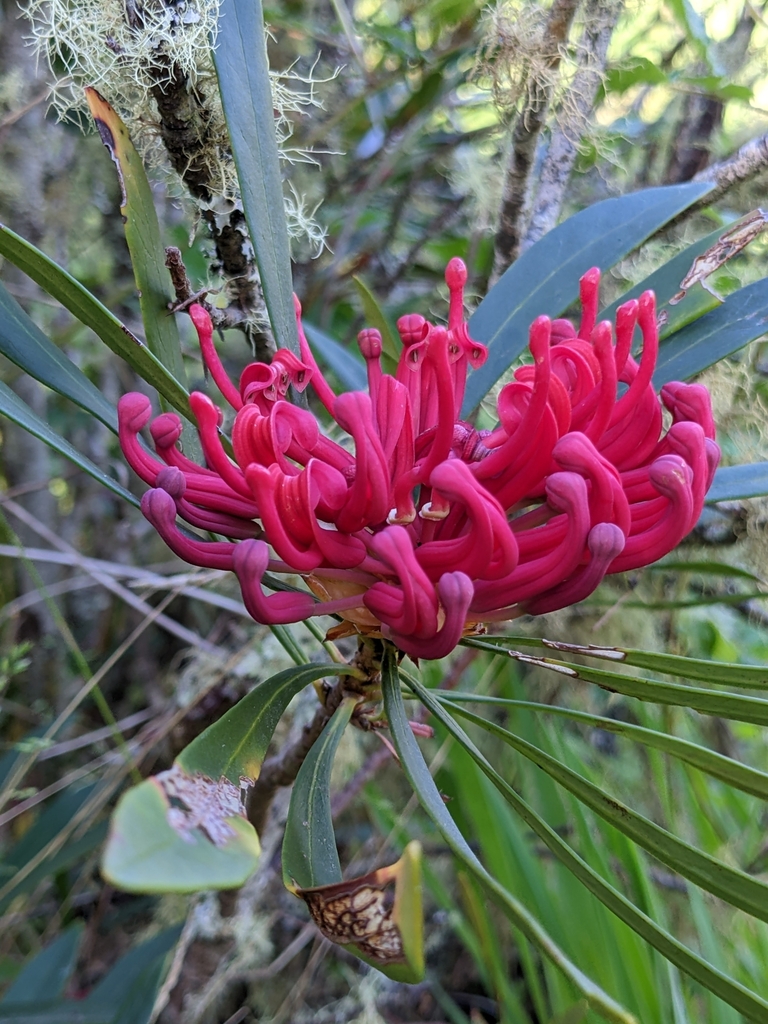 Braidwood Waratah in November 2022 by Sky Mazurkiewicz. Growing in riparian zone in association