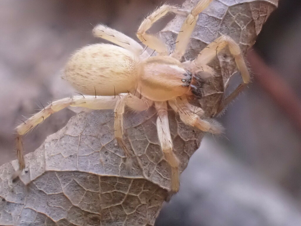garden ghost spider from Robert B. Gordon Natural Area on November 08
