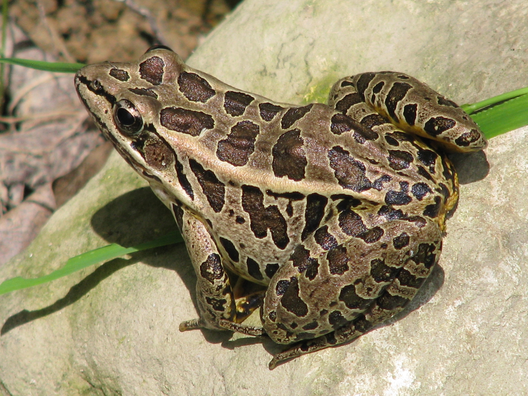 Pickerel Frog
