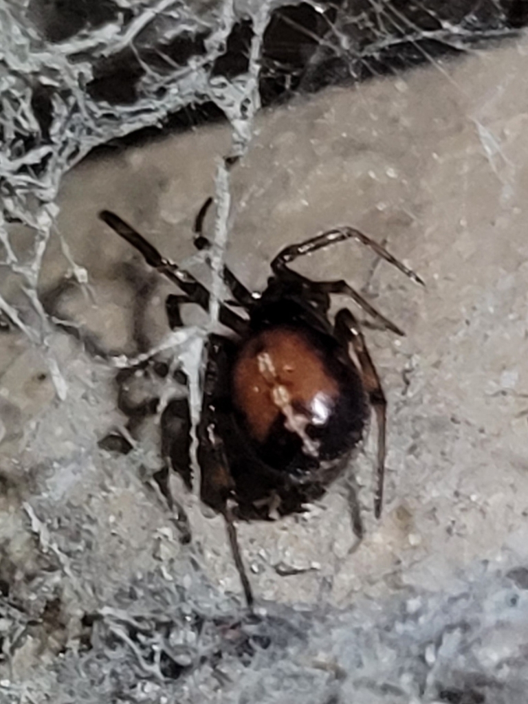 Rabbit Hutch Spider from Obersaal, 93342 Saal an der Donau, Deutschland