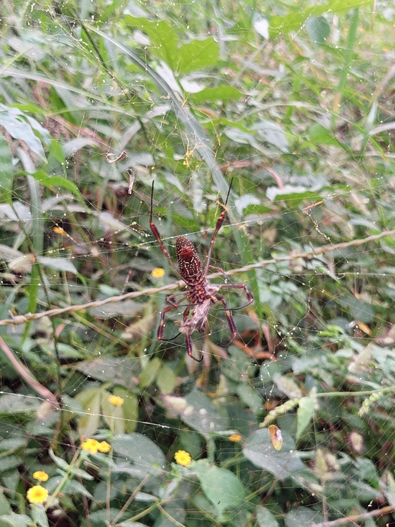 Golden Silk Spider from 63729 Nayarit, Mexico on November 5, 2022 at 02