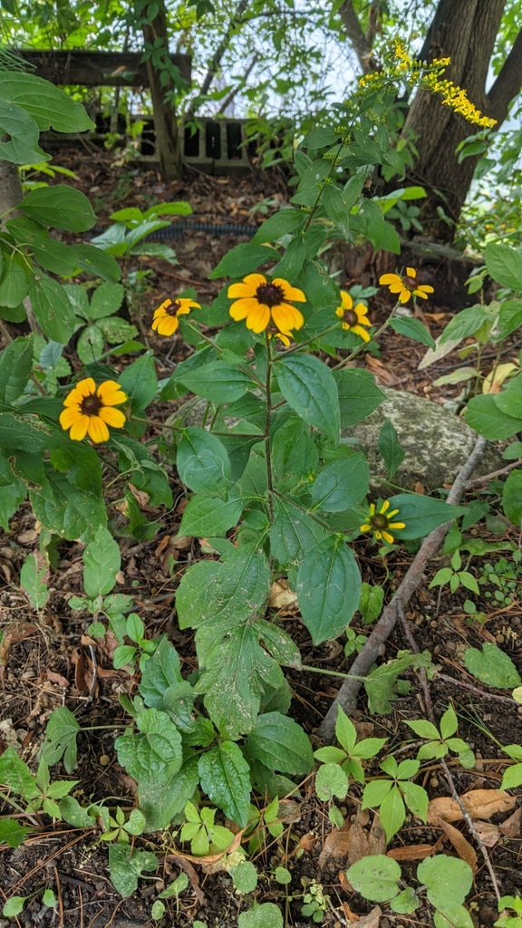 browneyed Susan from Point Comfort Okauchee, Okauchee Lake, WI, USA on August 20, 2022 at 0251