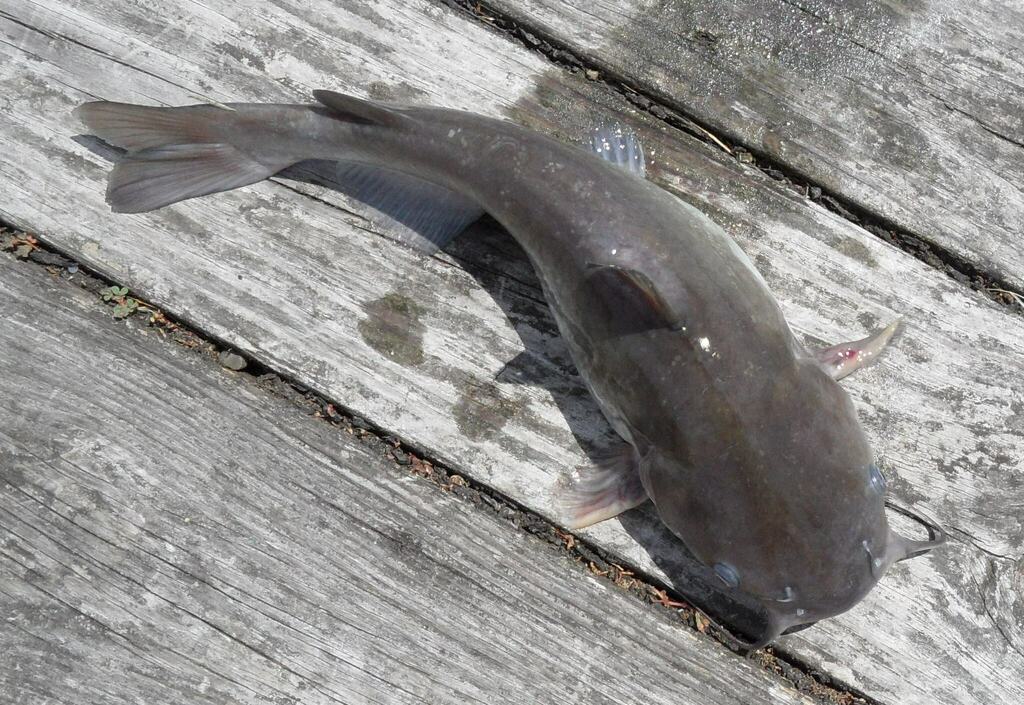 White Catfish from Cortlandt Waterfront Park, Riverview Ave., Verplanck