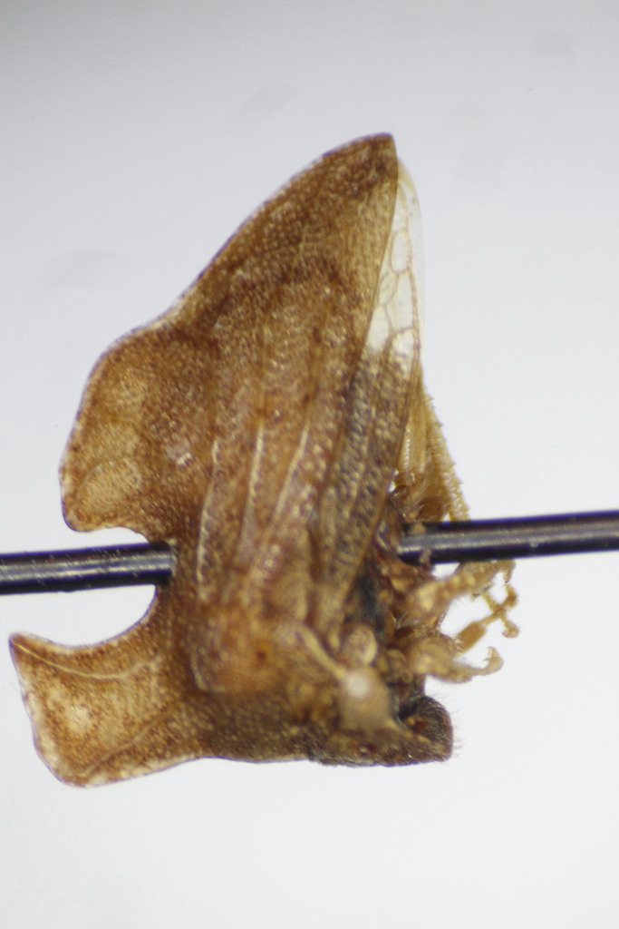 Keeled Treehopper from 11901 Quivira Rd, Overland Park, KS 66213, USA