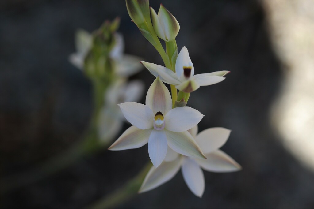 Common Sun Orchid from Korimako track, Days Bay, Lower Hutt, NZ on November 09, 2022 by Michael