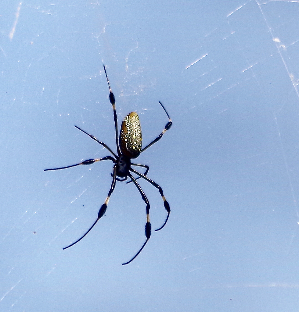 Golden Silk Spider from Ajijic, Jalisco, Mexico on November 18, 2022 at