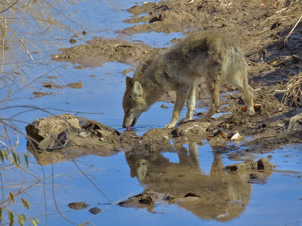 Coyote from Near North Valley, Albuquerque, NM, USA on November 25