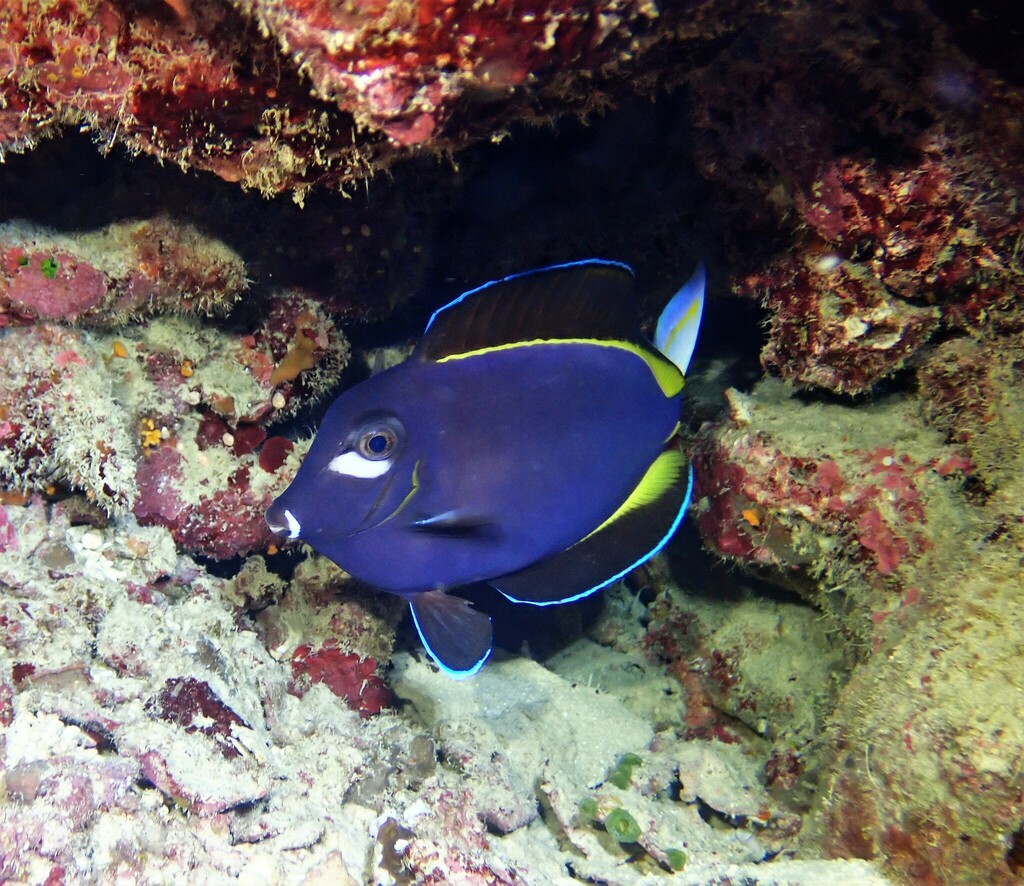 Whitecheek Surgeonfish from Christmas Island Shire of Christmas Island